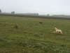 IMG-20151023-WA0003